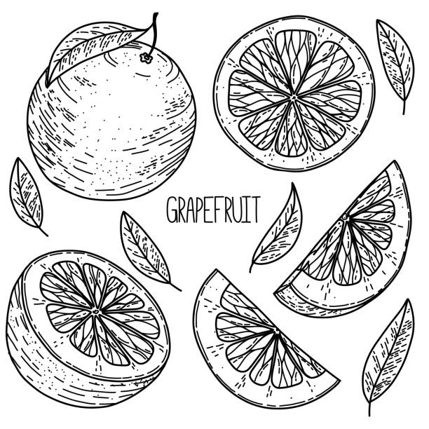 ilustraciones, imágenes clip art, dibujos animados e iconos de stock de boceto dibujado a mano estilo vector pomelo conjunto aislado sobre fondo blanco, ilustración de alimentos ecológicos - pomelo