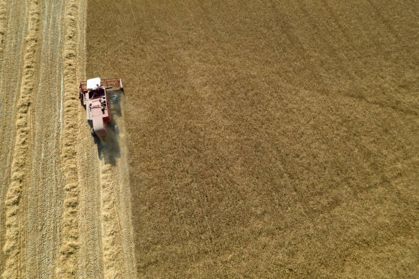 istock The work of a wheat harvester in the summer 1407278222