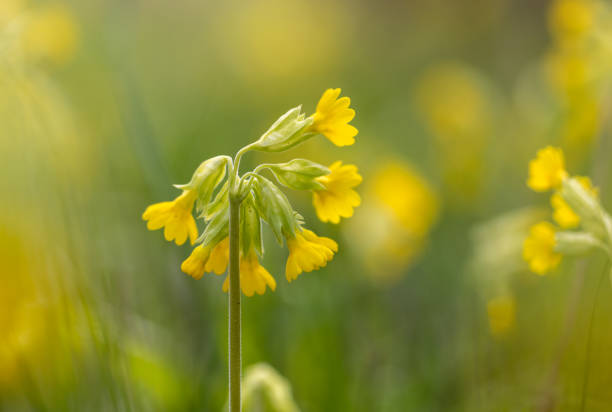 yellow medicinal flowers in grass