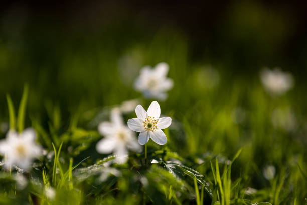 anemonoides nemorosa - anemone flower wood anemone windflower flower foto e immagini stock