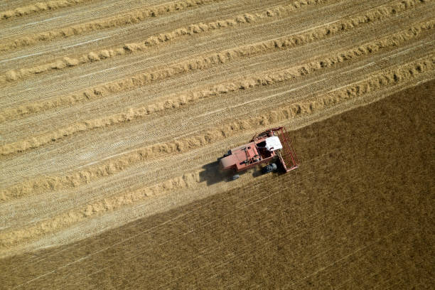 istock The work of a wheat harvester in the summer 1407278244