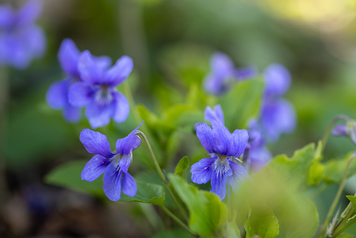 blue Hepatica nobilis flower blooming in spring