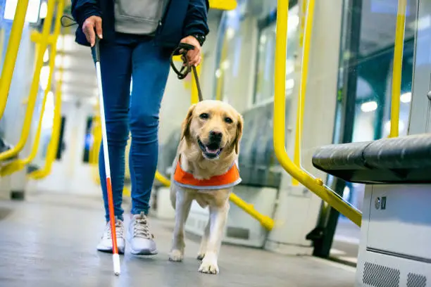 seeing eye dog leads a blind person through the train compartment