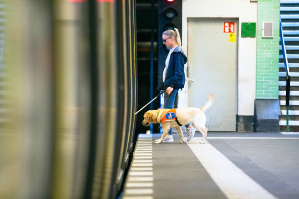 Service dog leads a blind person into the subway