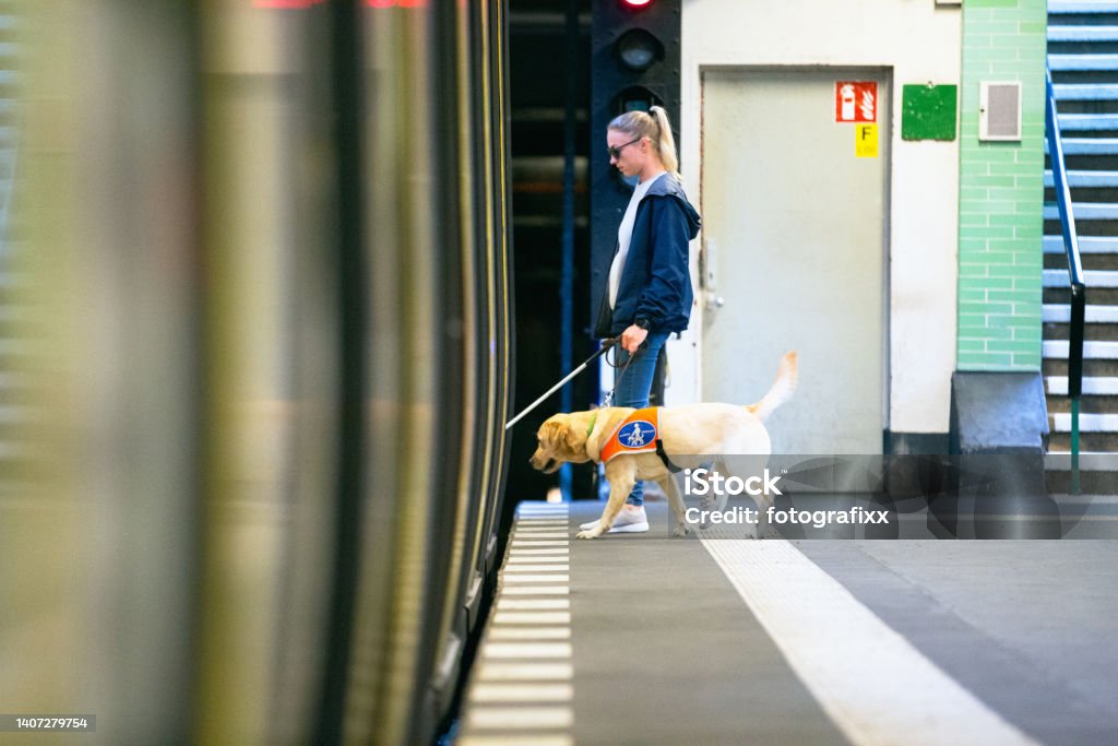 Service dog leads a blind person into the subway Service dog leads a blind person along the railway track Blindness Stock Photo