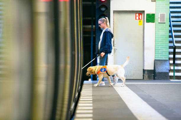 Service dog leads a blind person into the subway stock photo