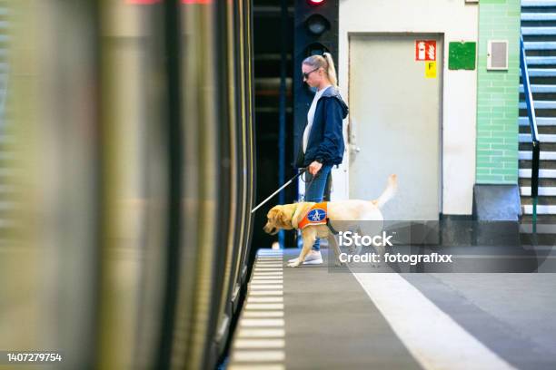 Service Dog Leads A Blind Person Into The Subway Stock Photo - Download Image Now - Blindness, Dog, Visual Impairment