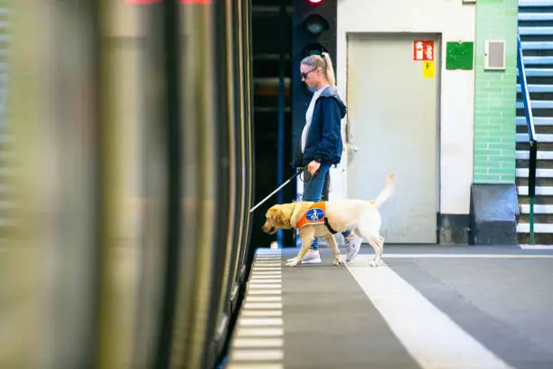 Service dog leads a blind person along the railway track