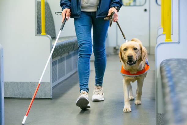 Guide dog leads a blind person through the train compartment stock photo
