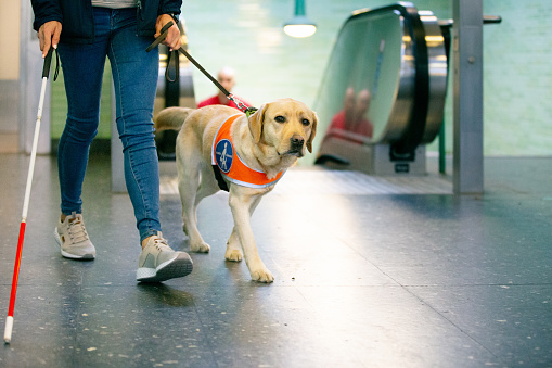 seeing eye dog leads a blind person through the station