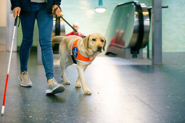 Guide dog leads a blind person through the station stock photo