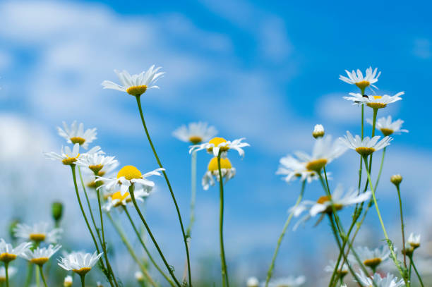 istock field daisies against the background of a beautiful blue sky, selective focus 1407279932