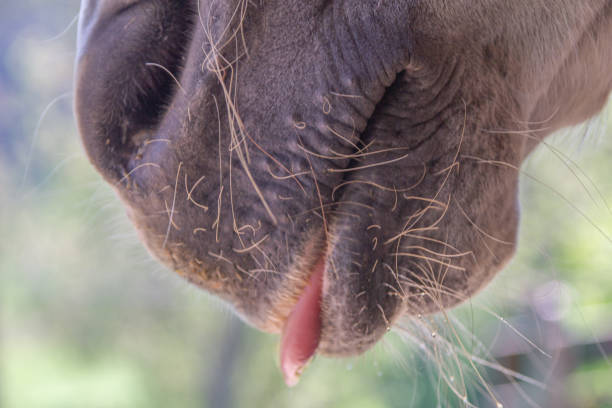 Horse mouth with tongue