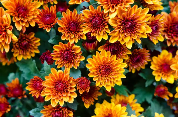 Orange chrysanthemums in the autumn garden Chrysanthemum background.