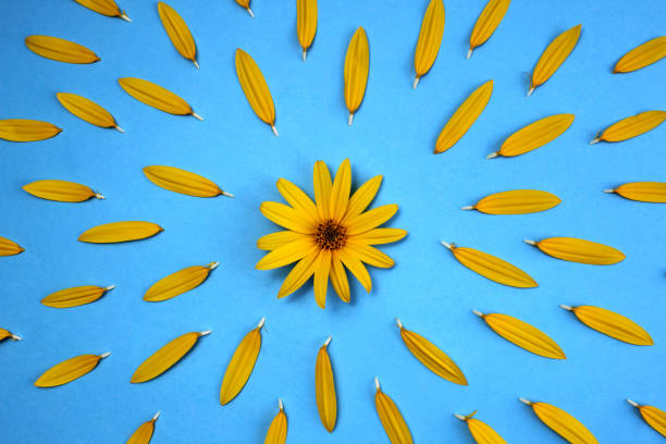 istock Yellow heliopsis flowers lie on a blue background. 1407281365