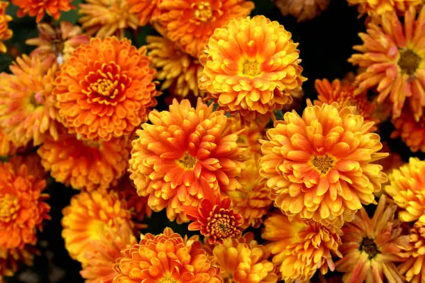 Photo of Bouquet texture of freshly picked orange chrysanthemum