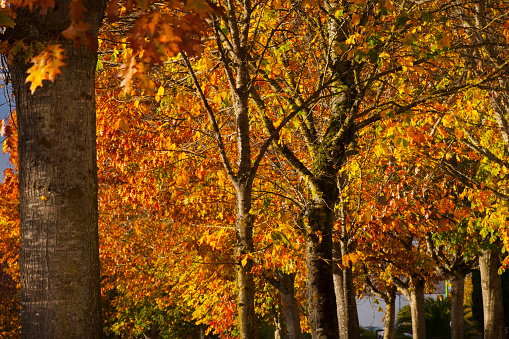 Autumn landscape beautiful colored trees. Wonderful picturesque background. Selective focus. Vertical.