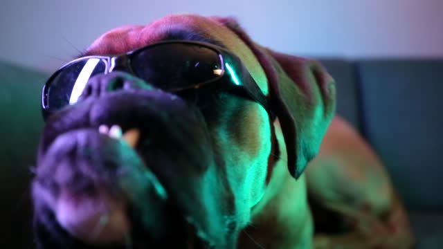 Boxer dog  wearing sunglasses posing in front of camera.