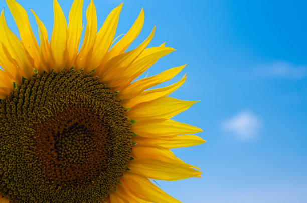 istock Sunflower natural background. Sunflower blooming 1407281962