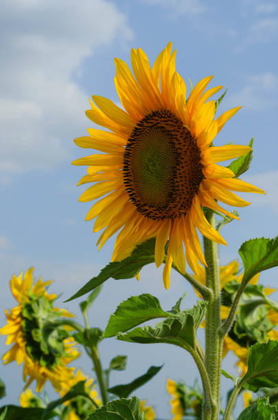 istock Sunflower natural background. Sunflower blooming 1407282119