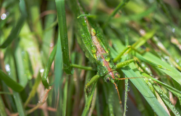 istock Close-up of a locust insect 1407282175