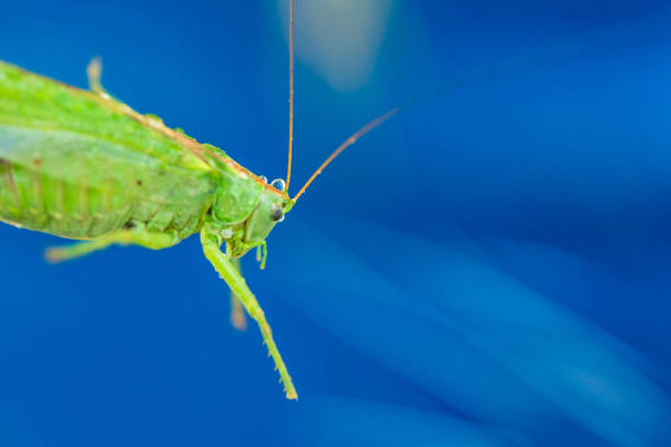 Close-up of a locust insect