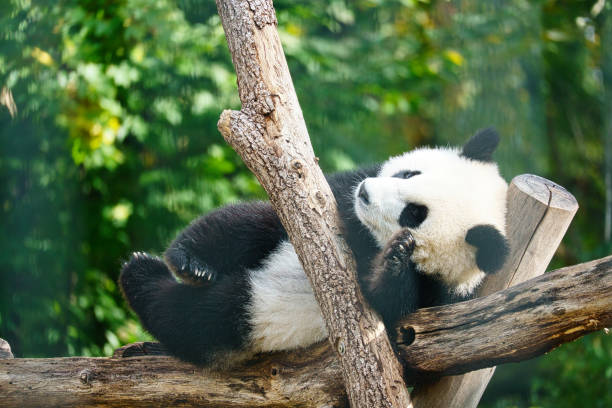 高いところの木の幹に横たわっているジャイアントパンダ。中国産の絶滅危惧種哺乳類。自然 - panda giant panda china eating ストックフォトと画像
