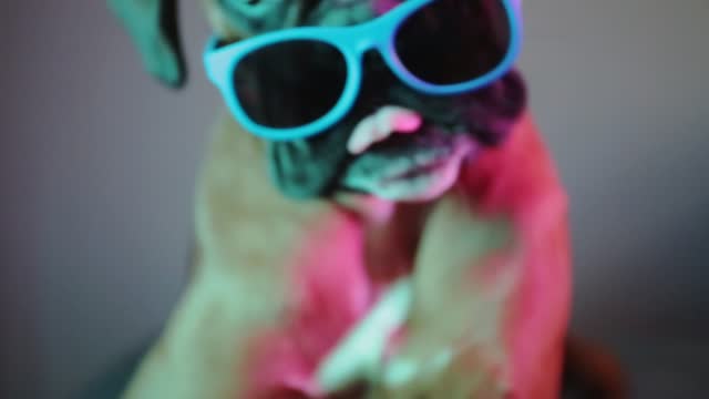 Boxer dog  wearing sunglasses posing in front of camera.