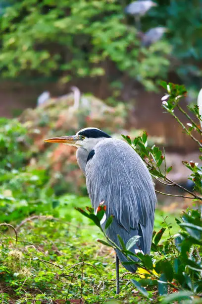 Photo of Grey heron sits on land and rests in the sun. An elegant hunter