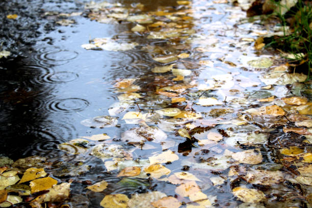 istock Yellow autumn leaves on wet pavement. 1407283989