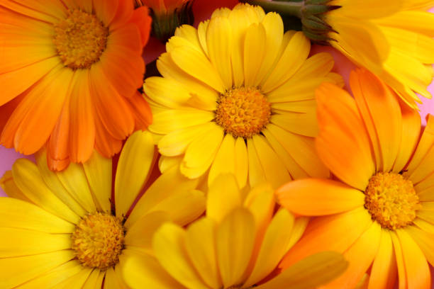 istock Texture from the buds of marigold flowers. 1407284045