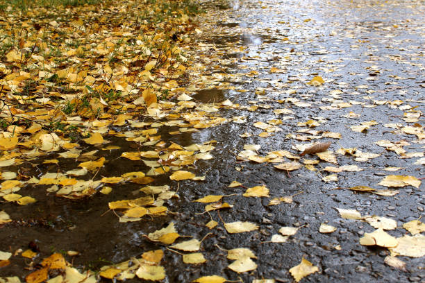 istock Yellow autumn leaves on wet pavement. 1407285086