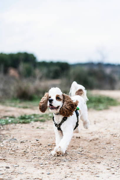 istock pet puppy playing and enjoying the outdoors. Brown Cocker spaniel american 1407285135