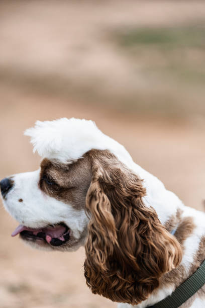 istock pet puppy playing and enjoying the outdoors. Brown Cocker spaniel american 1407285248