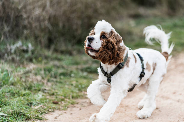 istock pet puppy playing and enjoying the outdoors. Brown Cocker spaniel american 1407285539