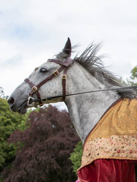 White Appaloosa Jousting Horse.