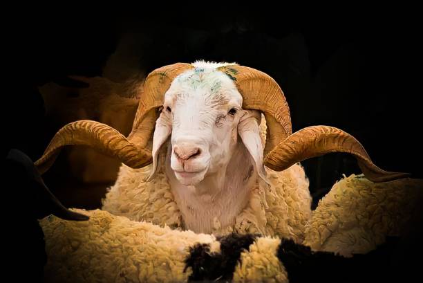 istock Eid al-Adha sacrifice in Algeria 1407285941