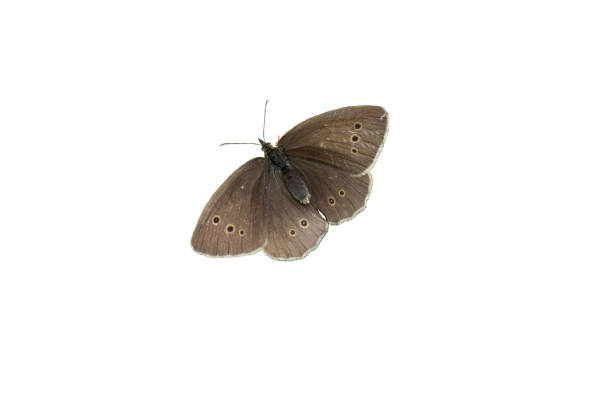 колечко бабочка изолированный белый фон - ringlet стоковые фото и изображения