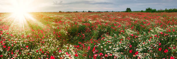 istock Summer field of red blooming poppies 1407286697