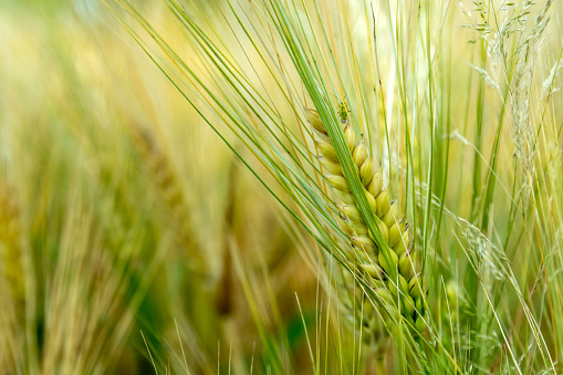 Green ear of grain on a farmland, close up wheat