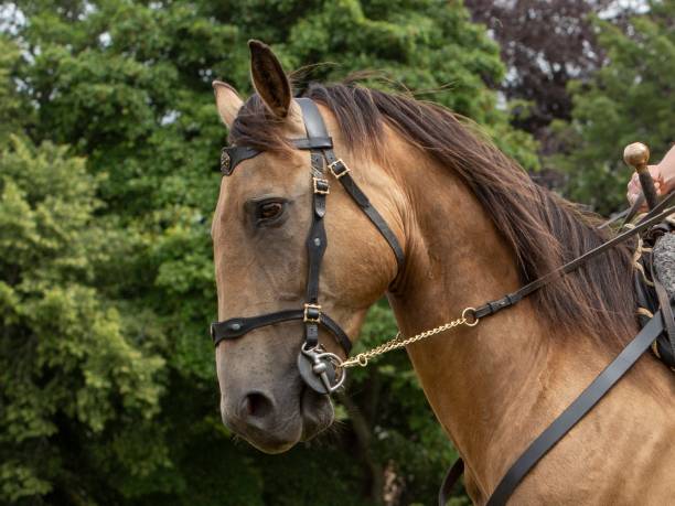 istock Chestnut Jousting Horse. 1407286773