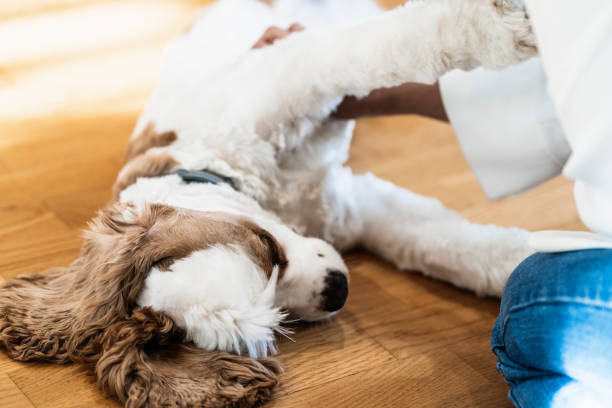 istock Owner plays with pet puppy inside her home. Brown Cocker spaniel american 1407286805