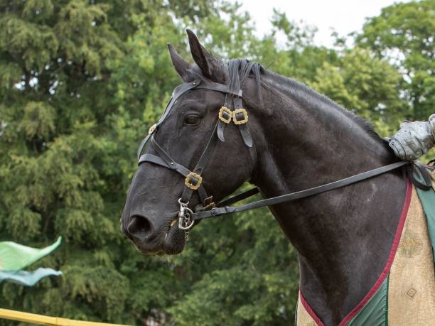 istock Friesian Jousting Horse. 1407287016