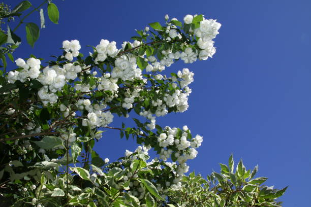 istock close-up of a sweet mock-orange, hydrangeaceae 1407288794