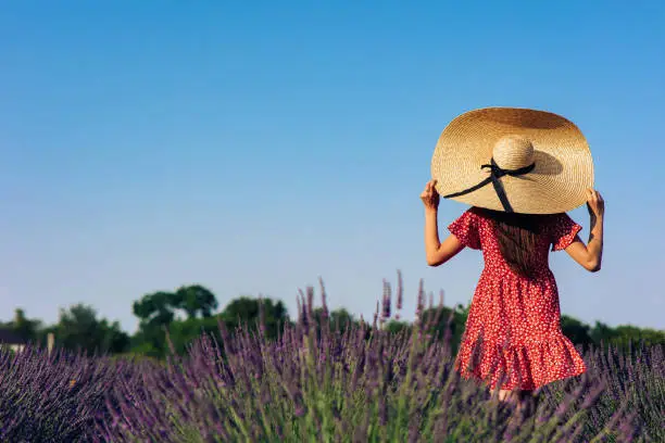 Photo of Young woman in red dress and wide-brimmed hat walks among lavender field.