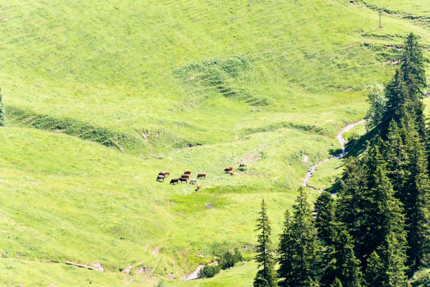 Cows grazing on an alpine pasture in the Bavarian Alps.