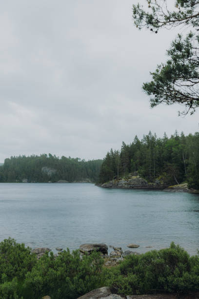 Moody summer day with Swedish nature