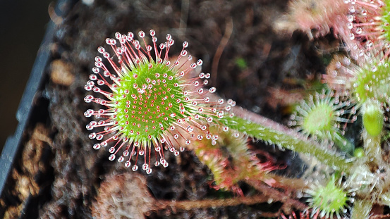 Drosera rotundifolia close-up - carnivorous plant