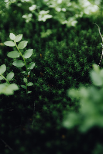 500+ Moss Pictures | Download Free Images on Unsplash