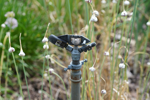 Irrigation after prolonged drought is necessary for field and garden